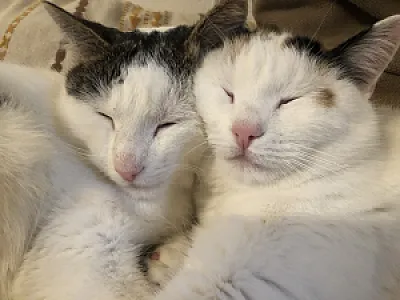 Katzen füttern